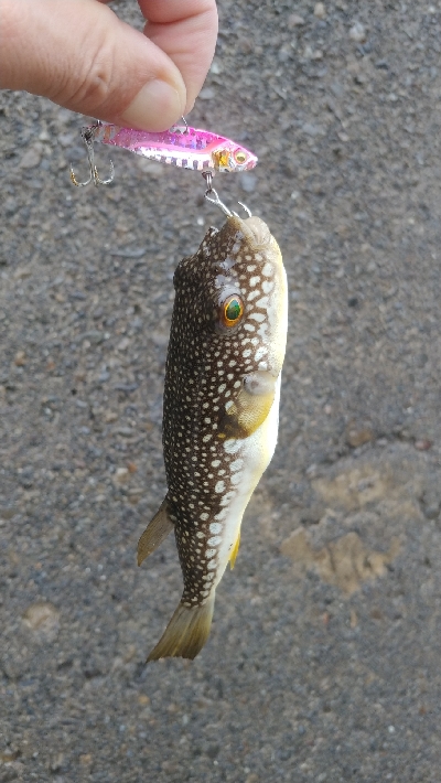 雨の中の釣りツーリングでルアー五目