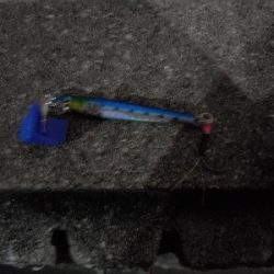 太刀魚がぼちぼち