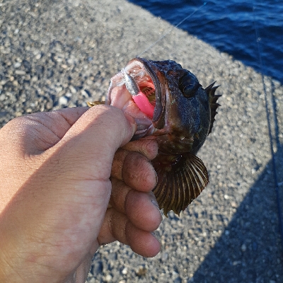 やっと持ち帰りサイズが釣れました！