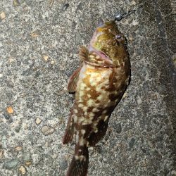 色々釣れました