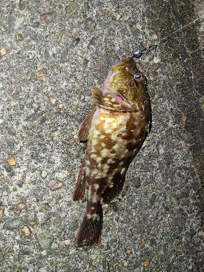 色々釣れました