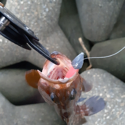 早朝ガシリング