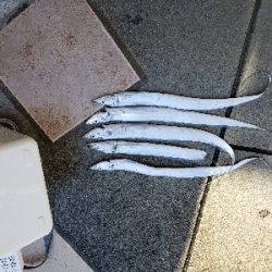 んーまだまだ渋い。