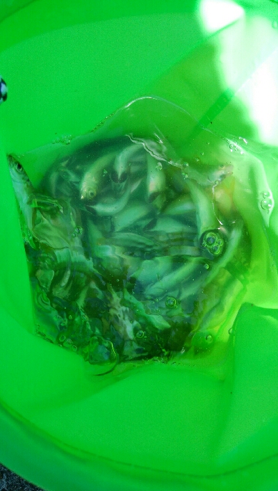 キジハタ2匹、カサゴ1匹！小アジ