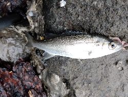 のべ竿でハゼ爆釣