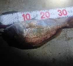 久しぶりの雨上がり