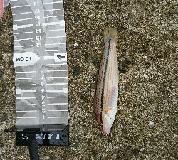 介護の合間にショアジギ＆投げ釣り