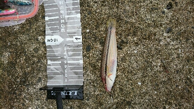 介護の合間にショアジギ＆投げ釣り