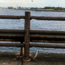 ファミリーフィッシング