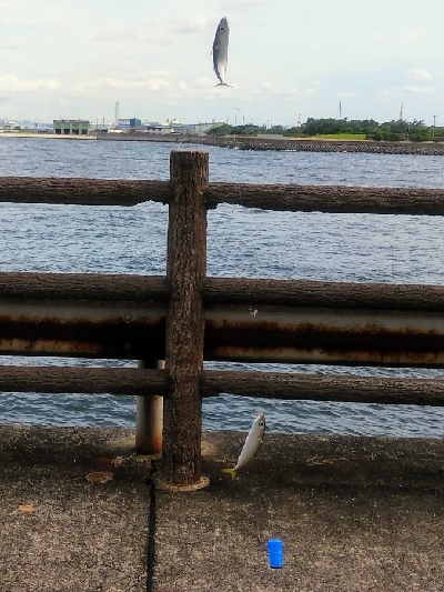 ファミリーフィッシング