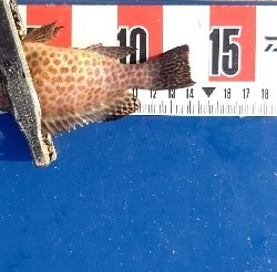 オオモンハタ祭り