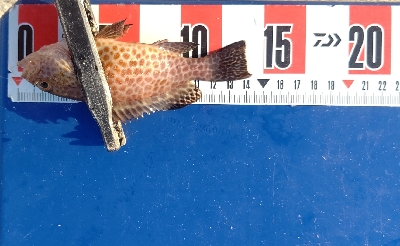 オオモンハタ祭り