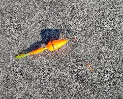 アイゴが釣れました。