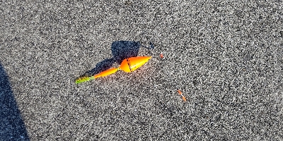 アイゴが釣れました。