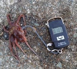 仕事終わりのタコ釣り