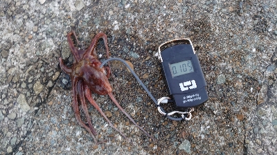仕事終わりのタコ釣り
