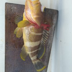 SLＪ＆鯛ラバで6種目ゲット