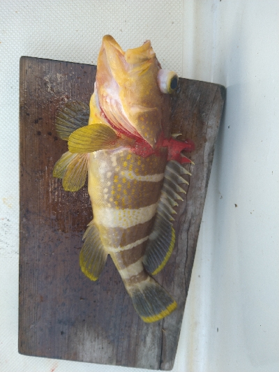 SLＪ＆鯛ラバで6種目ゲット