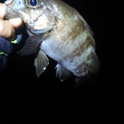 まだ釣れてます。