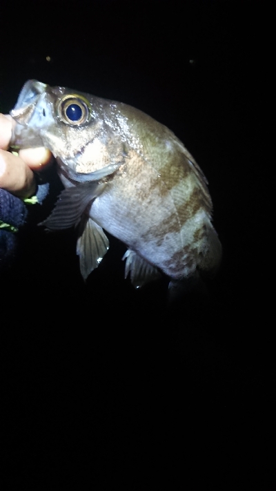 まだ釣れてます。