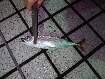 何か釣れないかな釣行