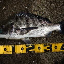 シーバス狙いが…