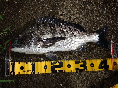 シーバス狙いが…