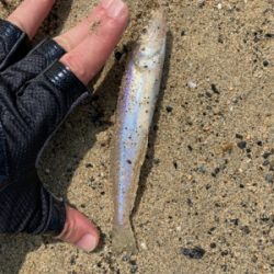 久々にサーフとショアから初マゴチ