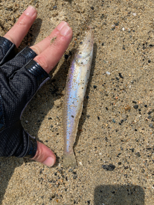 久々にサーフとショアから初マゴチ