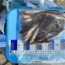 キス釣り、ちょい投げ