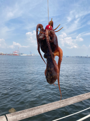 HC蛸散歩。何とか3杯。。