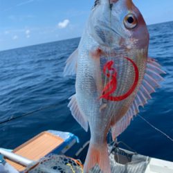マイボートでイカラバ‼︎ アマダイ、レンコダイ狙い