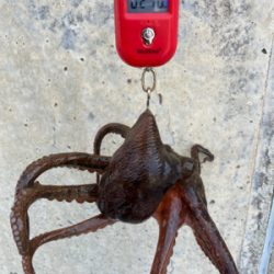 狩れるだけ狩るべくHC蛸散歩。4杯。。