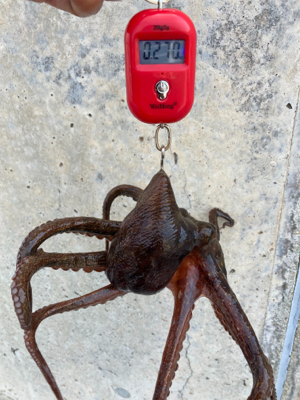 狩れるだけ狩るべくHC蛸散歩。4杯。。