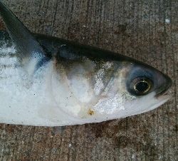 『釣りデビュー(^^)』214