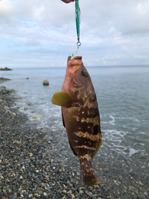 サーフでキジハタ