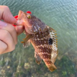 ライトロックゲーム