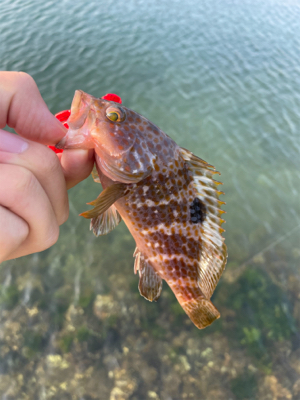 ライトロックゲーム