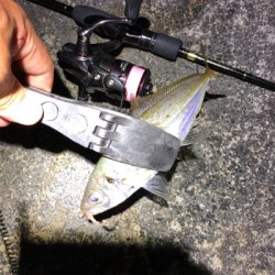 2021 佐渡ヶ島ライトゲーム