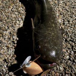 ハンドメイドルアーでナマジング