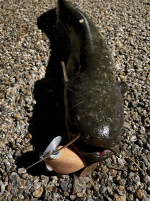 ハンドメイドルアーでナマジング