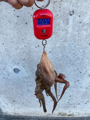 HS蛸散歩。11杯。。