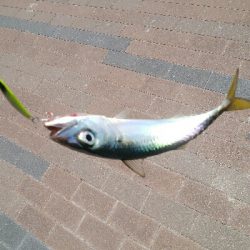 『釣りデビュー(^^)』216