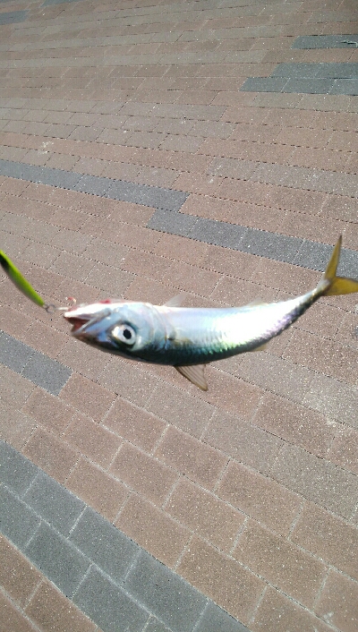 『釣りデビュー(^^)』216