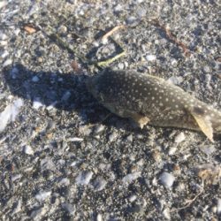 海草天秤に海草が‥