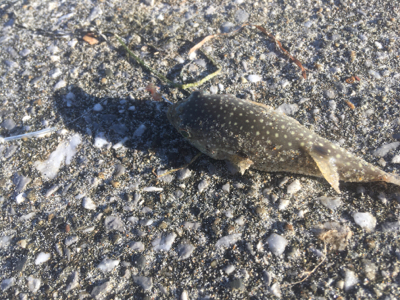 海草天秤に海草が‥