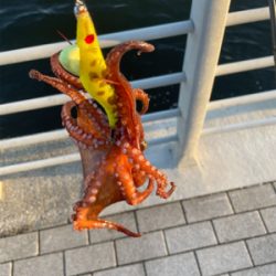 南港タコ釣り