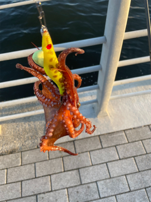 南港タコ釣り