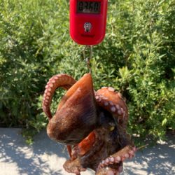 今朝もHC蛸散歩。11杯1815g。。