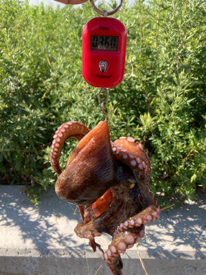 今朝もHC蛸散歩。11杯1815g。。